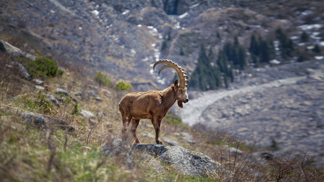 Himalayan ibex gracefully navigating rocky terrain, showcasing the source of Laal's luxurious wild cashmere.