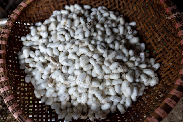 Laal's cashmere-silk blend. Photo of silkworm cocoons in a basket.