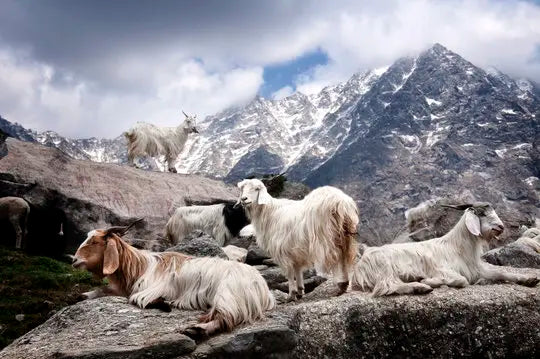 Changra Cashmere goat in mountains of Himalayas. 